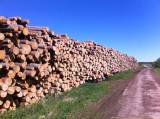 Вологодский качественный круглый лес